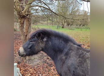 Poni Exmoor, Caballo castrado, 7 años, 130 cm, Castaño