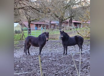 Poni Exmoor, Caballo castrado, 8 años, 130 cm, Castaño