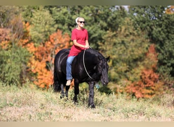 Poni Fell, Caballo castrado, 10 años, 137 cm, Negro