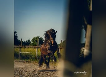 Poni Fell, Caballo castrado, 10 años, 142 cm, Castaño