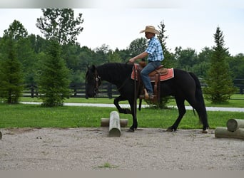 Poni Fell, Caballo castrado, 11 años, 142 cm, Negro