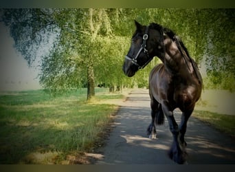 Poni Fell, Caballo castrado, 12 años, 140 cm, Negro