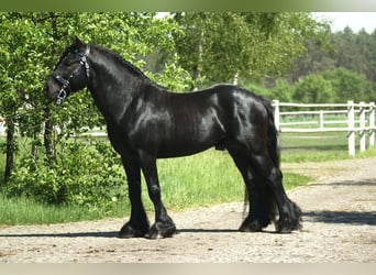 Poni Fell, Caballo castrado, 14 años, 142 cm, Negro