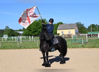Poni Fell, Caballo castrado, 3 años, 138 cm, Negro