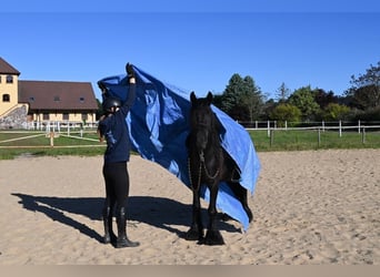 Poni Fell, Caballo castrado, 3 años, 138 cm, Negro
