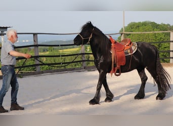 Poni Fell, Caballo castrado, 4 años, 145 cm, Negro