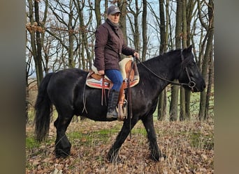 Poni Fell, Caballo castrado, 4 años, 145 cm, Negro