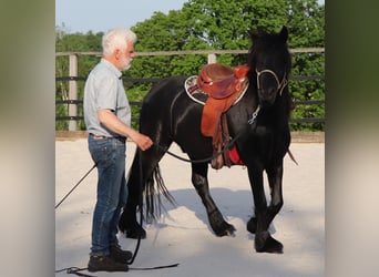 Poni Fell, Caballo castrado, 4 años, 145 cm, Negro