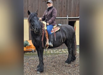 Poni Fell, Caballo castrado, 4 años, 145 cm, Negro