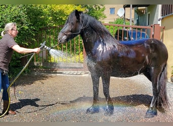 Poni Fell, Caballo castrado, 4 años, 145 cm, Negro