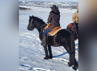 Poni Fell, Caballo castrado, 4 años, 145 cm, Negro