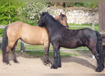 Poni Fell, Caballo castrado, 4 años, 145 cm, Negro