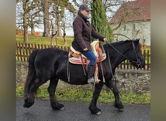 Poni Fell, Caballo castrado, 4 años, 145 cm, Negro