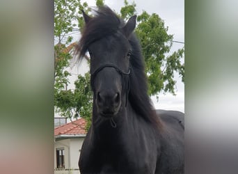 Poni Fell, Caballo castrado, 4 años, 145 cm, Negro