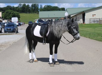 Poni Fell Mestizo, Caballo castrado, 5 años, 142 cm, Tordo
