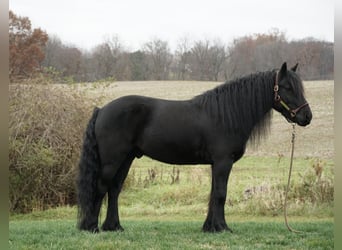 Poni Fell, Caballo castrado, 6 años, 140 cm, Negro