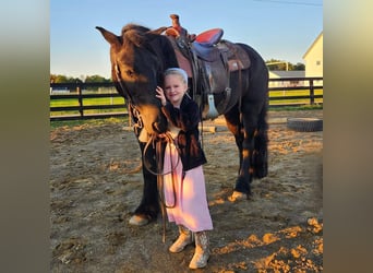 Poni Fell, Caballo castrado, 6 años, 150 cm, Negro