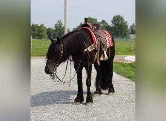 Poni Fell, Caballo castrado, 6 años, 150 cm, Negro