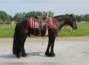 Poni Fell, Caballo castrado, 6 años, 150 cm, Negro