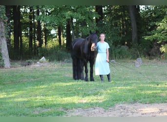 Poni Fell, Caballo castrado, 6 años, 150 cm, Negro