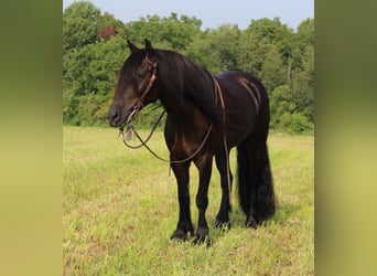 Poni Fell, Caballo castrado, 6 años, 150 cm, Negro