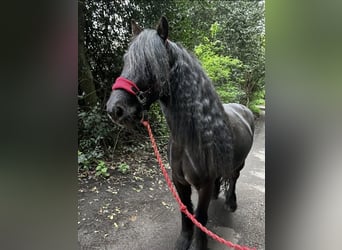 Poni Fell, Caballo castrado, 7 años, 140 cm, Negro