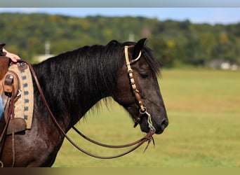 Poni Fell, Caballo castrado, 7 años, Negro