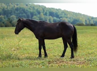 Poni Fell, Caballo castrado, 7 años, Negro