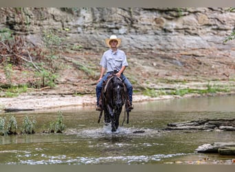Poni Fell, Caballo castrado, 7 años, Negro