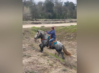 Poni Fell, Caballo castrado, 8 años, 142 cm, Tordo rodado