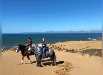 Poni Fell, Caballo castrado, 8 años, 142 cm, Tordo rodado