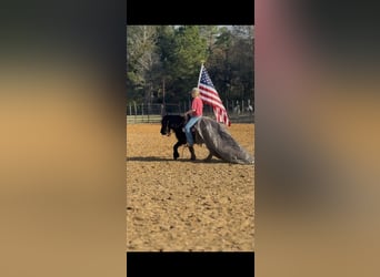 Poni Fell, Caballo castrado, 9 años, 107 cm, Negro