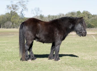 Poni Fell, Caballo castrado, 9 años, 107 cm, Negro