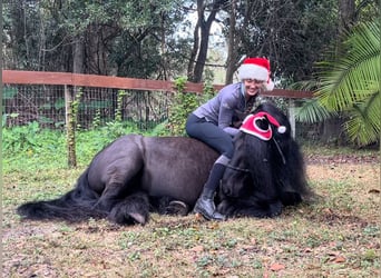 Poni Fell, Caballo castrado, 9 años, 137 cm, Castaño