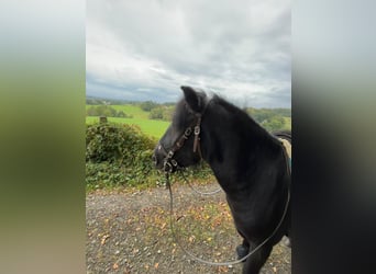 Poni Fell, Caballo castrado, 9 años, 143 cm, Negro