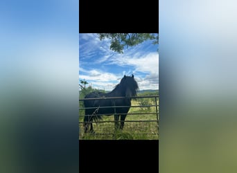 Poni Fell, Semental, 11 años, Negro