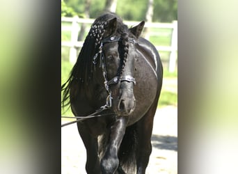 Poni Fell, Semental, 12 años, 142 cm, Negro