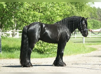 Poni Fell, Semental, 13 años, 142 cm, Negro