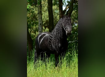 Poni Fell, Semental, 13 años, 142 cm, Negro