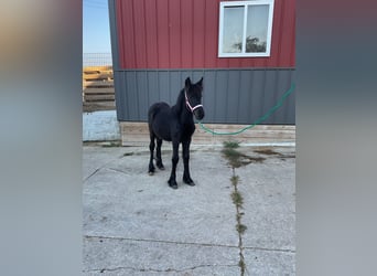 Poni Fell, Semental, 1 año, 104 cm, Negro