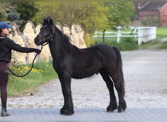 Poni Fell, Semental, 1 año, 137 cm, Negro