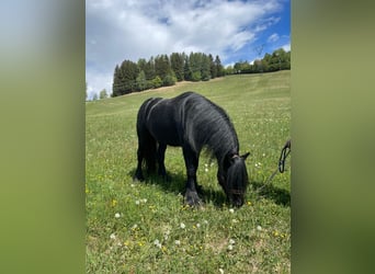 Poni Fell, Semental, 4 años, 140 cm, Negro