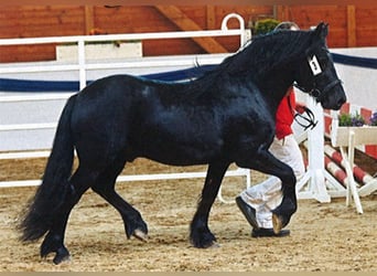 Poni Fell, Semental, 9 años, 142 cm, Negro