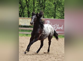 Poni Fell Mestizo, Semental, , 130 cm
