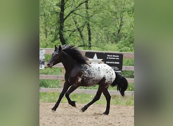 Poni Fell Mestizo, Semental, , 130 cm