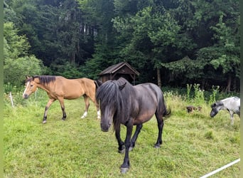 Poni Fell Mestizo, Yegua, 19 años, Negro