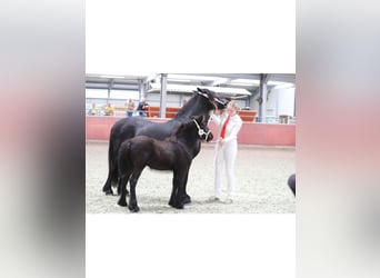 Poni Fell, Yegua, 3 años, 130 cm, Negro
