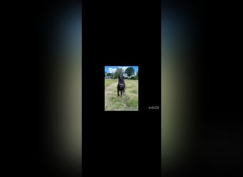 Poni Fell, Yegua, 3 años, 130 cm, Negro