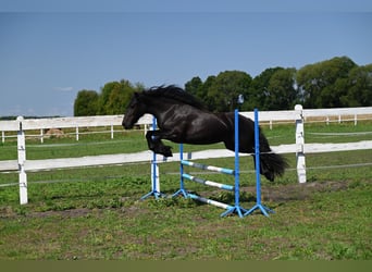 Poni Fell, Yegua, 4 años, 144 cm, Negro