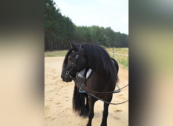 Poni Fell, Yegua, 4 años, 144 cm, Negro